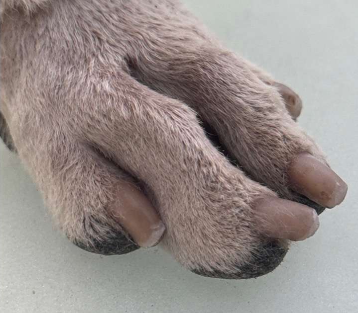 Dog paw with trimmed, tidy nails