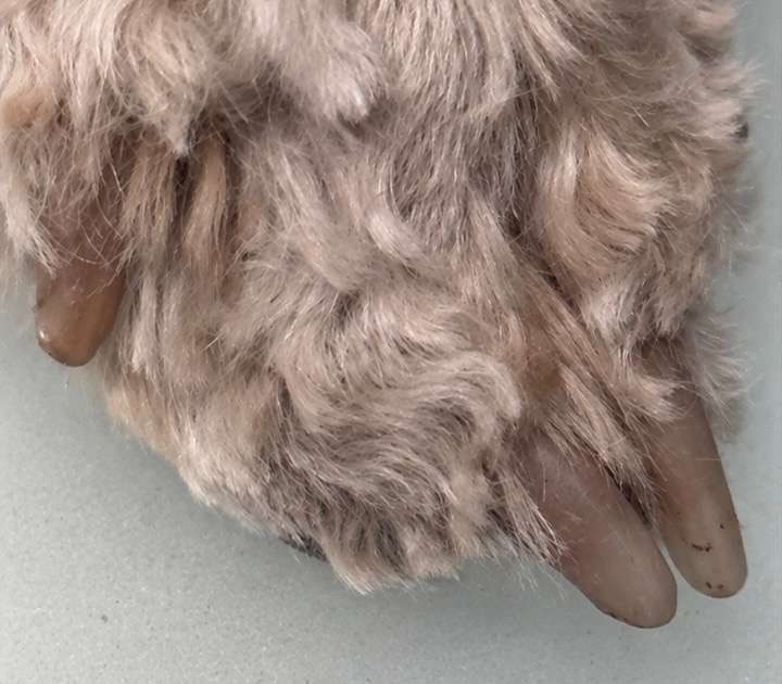 Dog paw with overgrown nails